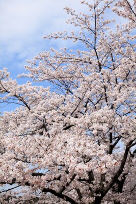 Fototapete Blühender Kirschbaum und Natur