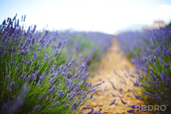 Fototapete Blühender Lavendel auf dem französischen Feld