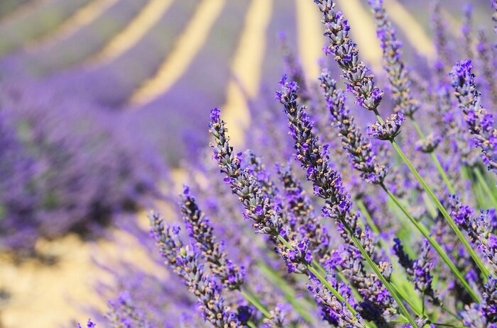 Fototapete Blühender Lavendel in Nahaufnahme