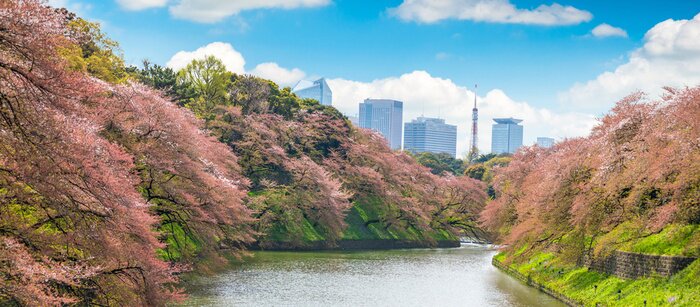 Fototapete Blühender Park in Tokio