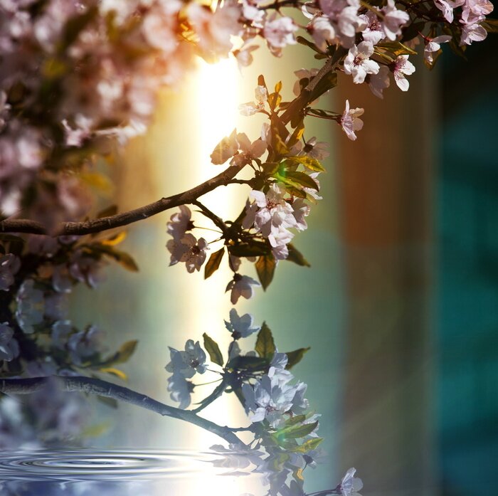 Fototapete Blühender Zweig und Wasser