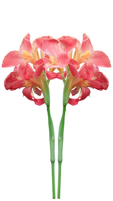 Fototapete Blüte Farbe Canna indica Blume isoliert auf weißem Hintergrund