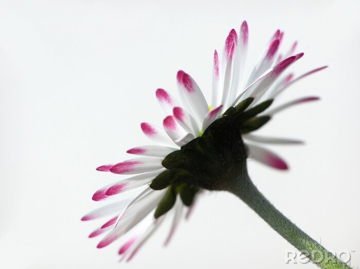Fototapete Blüte mit rosa Blütenblättern