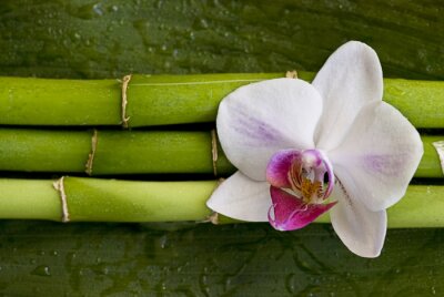 Blume auf grünem Bambus