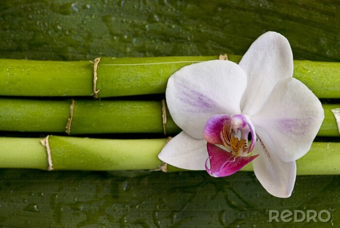 Fototapete Blume auf grünem Bambus