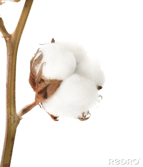 Fototapete Blume aus weißer Baumwolle