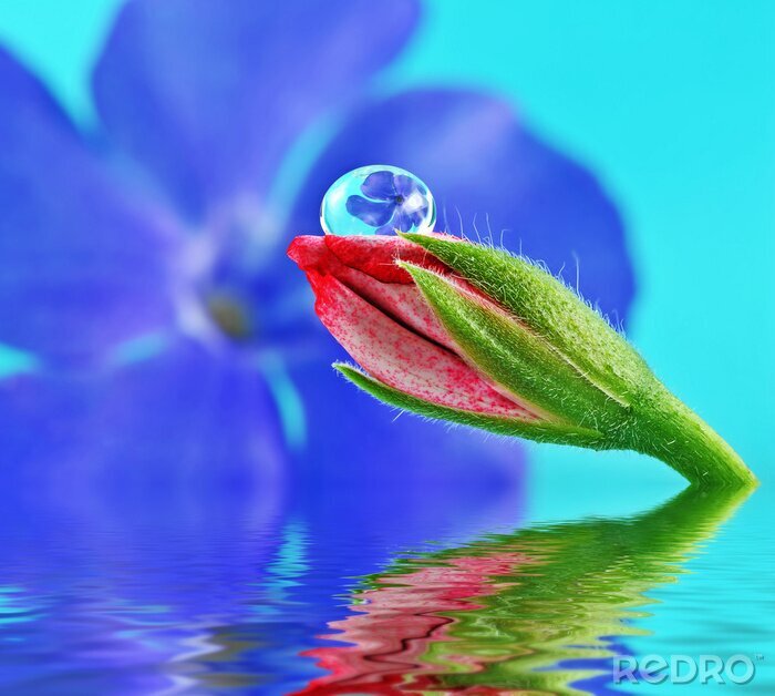Fototapete Blume, die aus dem Wasser wächst