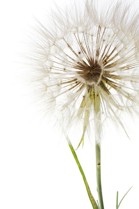 Fototapete Blume mit Samen