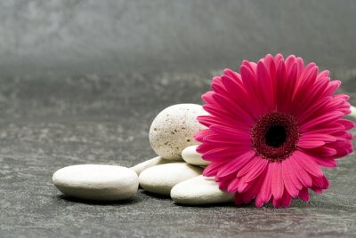 Blume mit Steinen auf Beton
