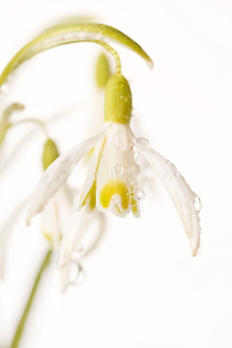 Fototapete Blume mit Tau