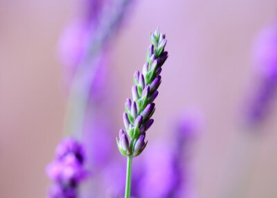 Fototapete Blume violett