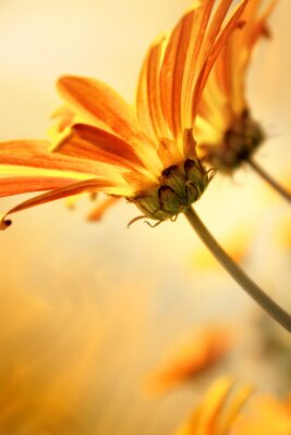 Fototapete Blume vor orangem Hintergrund