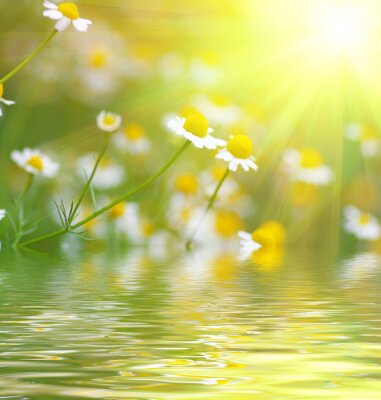 Blumen am Wasser in der Sonne