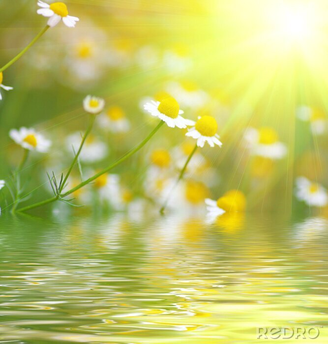 Fototapete Blumen am Wasser in der Sonne