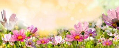 Blumen auf Feld und Sonnenschein