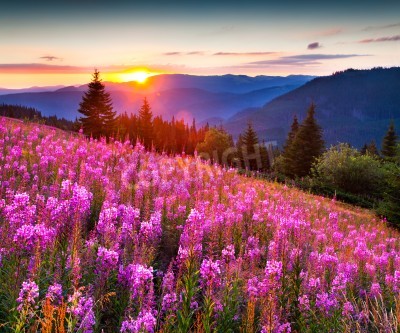 Fototapete Blumen Berge und Sonnenaufgang