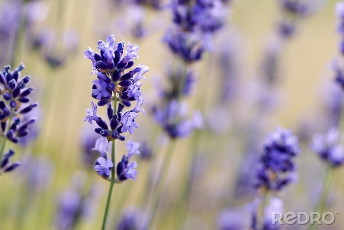 Fototapete Blumen der Provence
