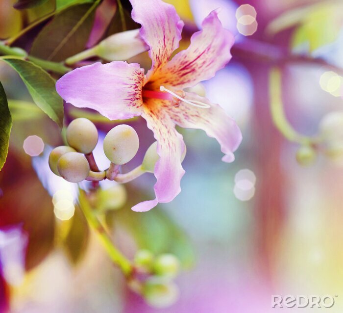 Fototapete Blumen Farbe Abstraktion