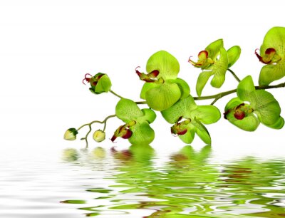 Blumen grün im Wasser