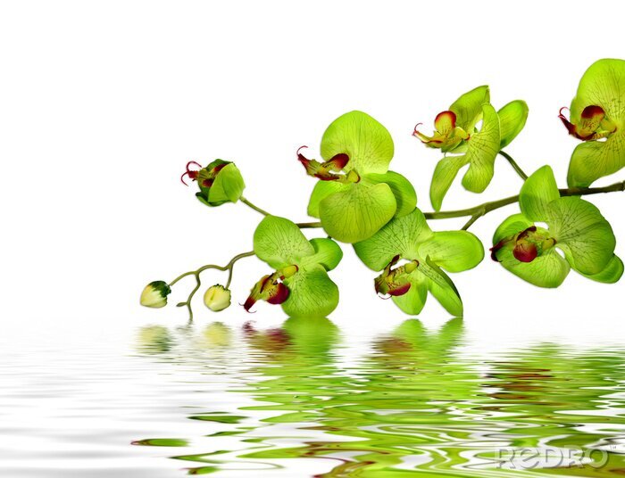 Fototapete Blumen grün im Wasser