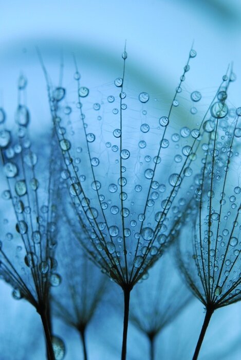 Fototapete Blumen in blauen Farbtönen