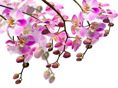 Sticker Blumen mit Knospen an Zweigen