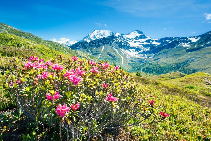 Fototapete Blumen und Alpen Gebirge