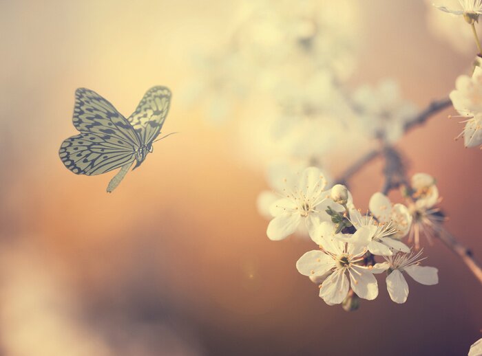 Fototapete Blumen und Schmetterlinge