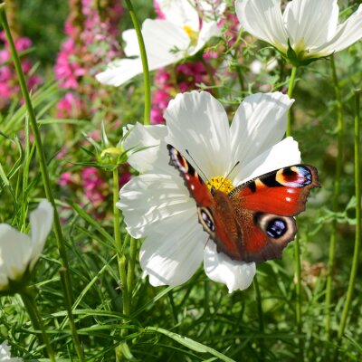 Blumen und Schmetterlinge auf einer Wiese