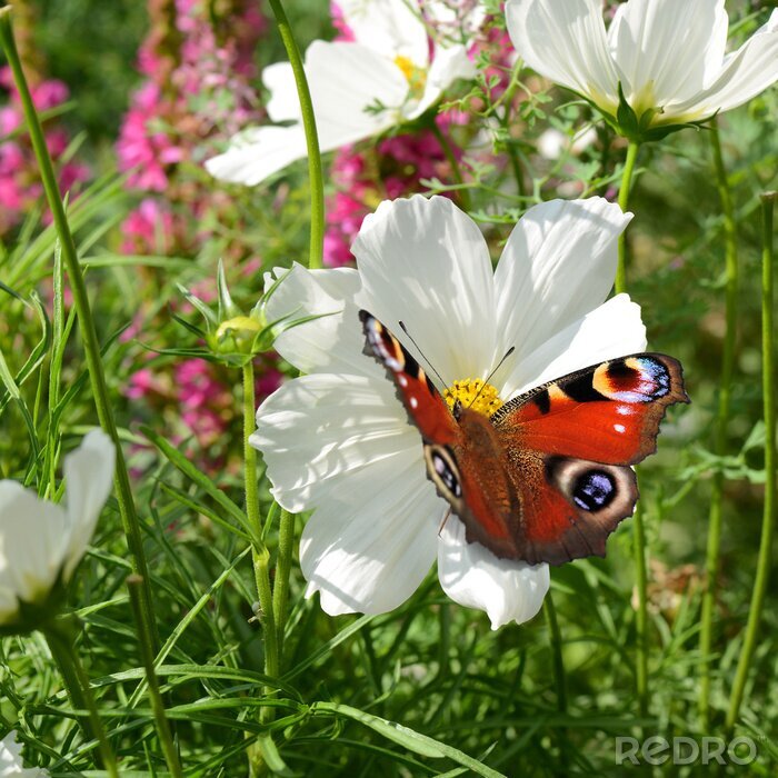 Fototapete Blumen und Schmetterlinge auf einer Wiese