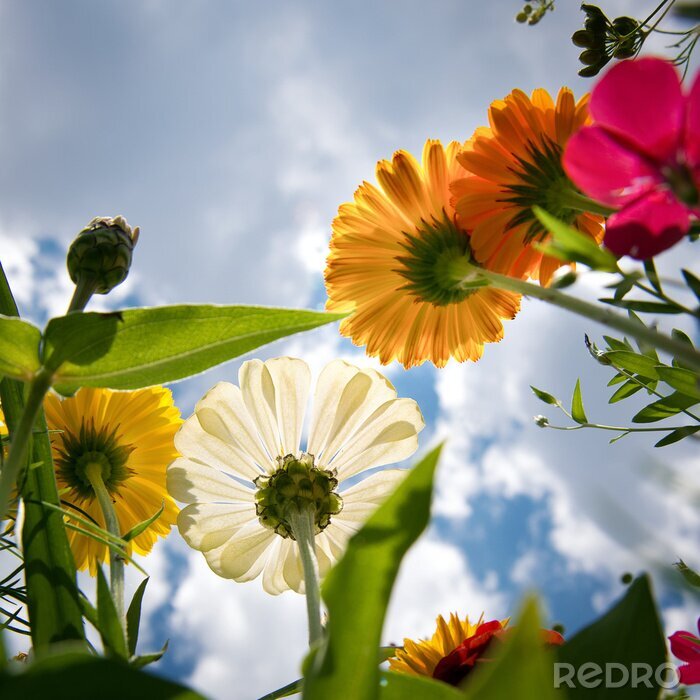 Fototapete Blumen und Wolken
