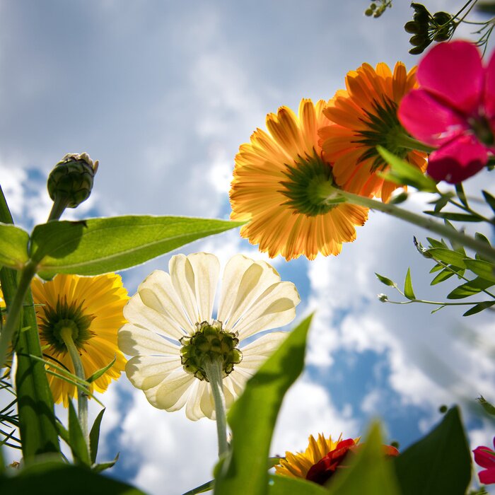 Fototapete Blumen und Wolken
