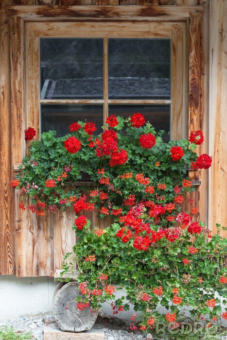 Fototapete Blumen vor holzfenster
