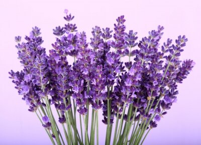 Fototapete Blumen vor violettem Hintergrund