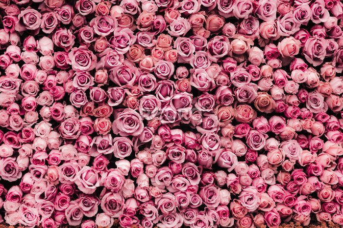 Fototapete Blumen Wand Hintergrund mit erstaunlichen Rosen