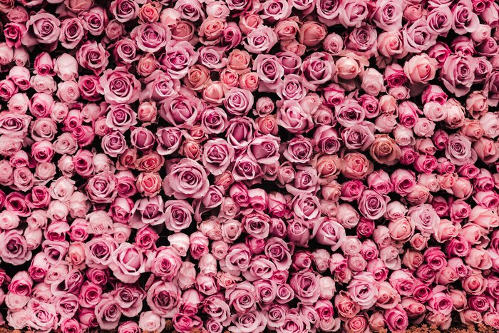 Fototapete Blumen Wand Hintergrund mit erstaunlichen Rosen