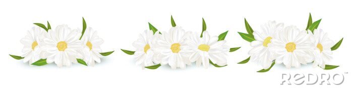 Fototapete Blumenarrangement aus weißen Gänseblümchen