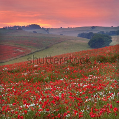 Fototapete Blumenfeld bei Sonnenuntergang