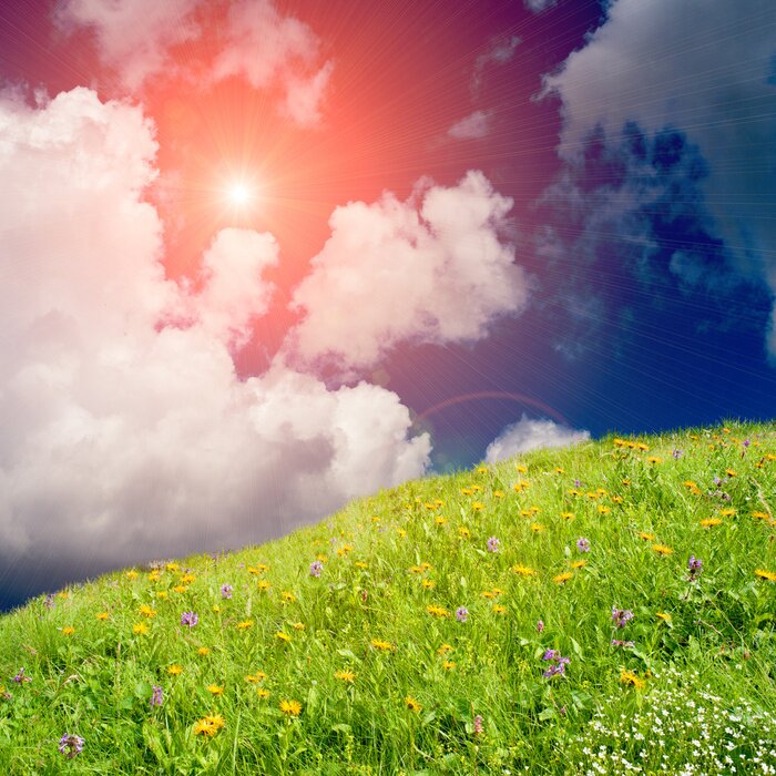 Fototapete Blumenfeld gegen den Himmel