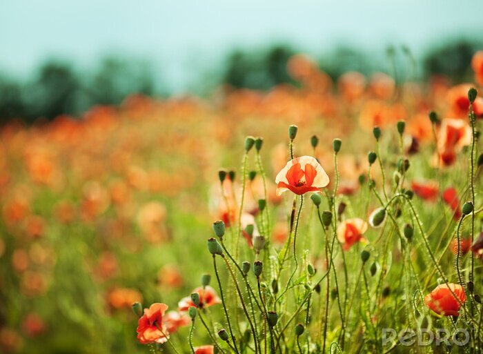 Fototapete Blumenfeld mit roten Mohnblumen