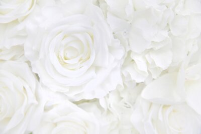 Fototapete Blumenhintergrund der weißen Rose