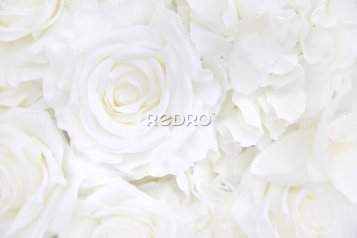 Fototapete Blumenhintergrund der weißen Rose