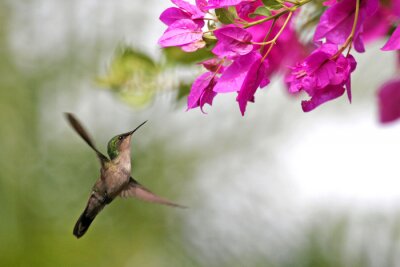Fototapete Blumenlandschaft mit Kolibri