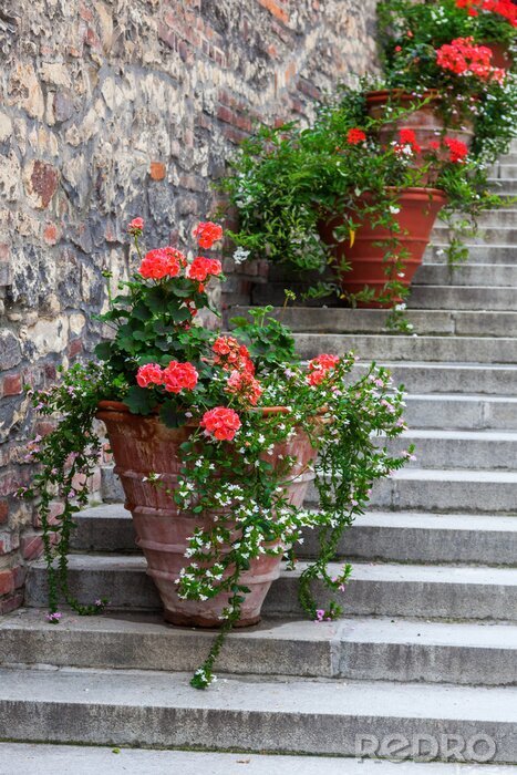 Fototapete Blumentöpfe auf Treppe