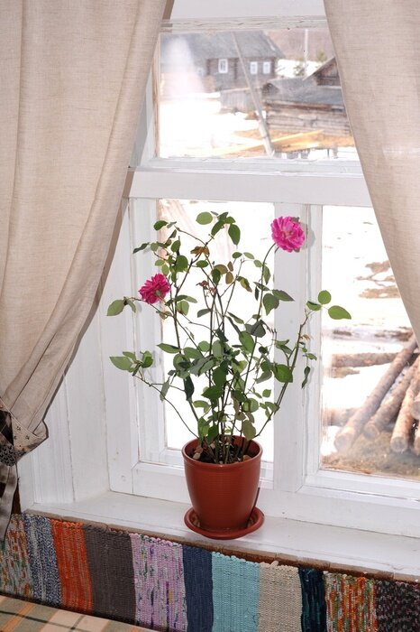 Fototapete Blumentopf auf der fensterbank