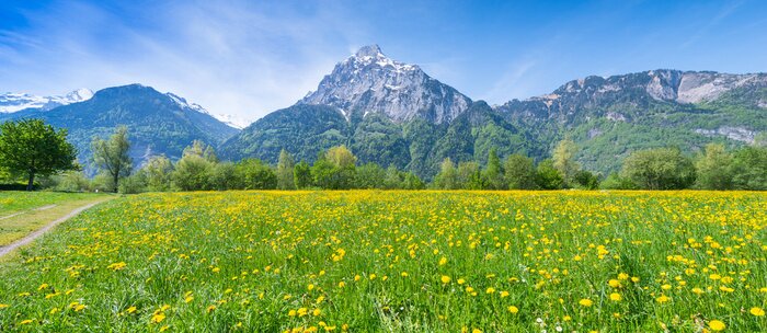 Fototapete Blumenwiese vor dem Hintergrund der Berge