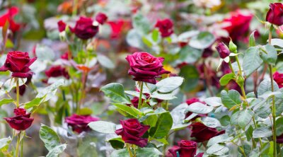 Fototapete Bordeauxrote Rosen im Garten