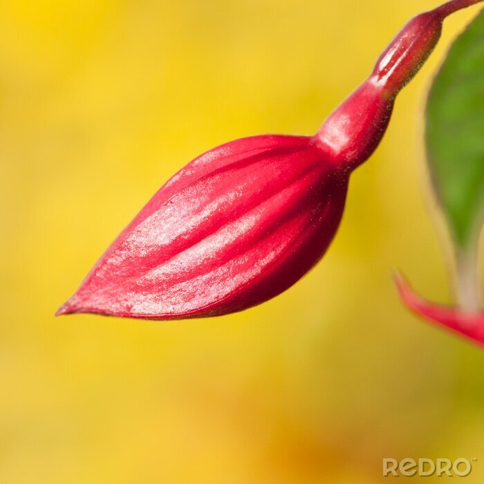 Fototapete Botanische Fotografie mit einer Blume