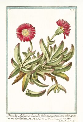 Botanische Grafik Retro Mittagsblume