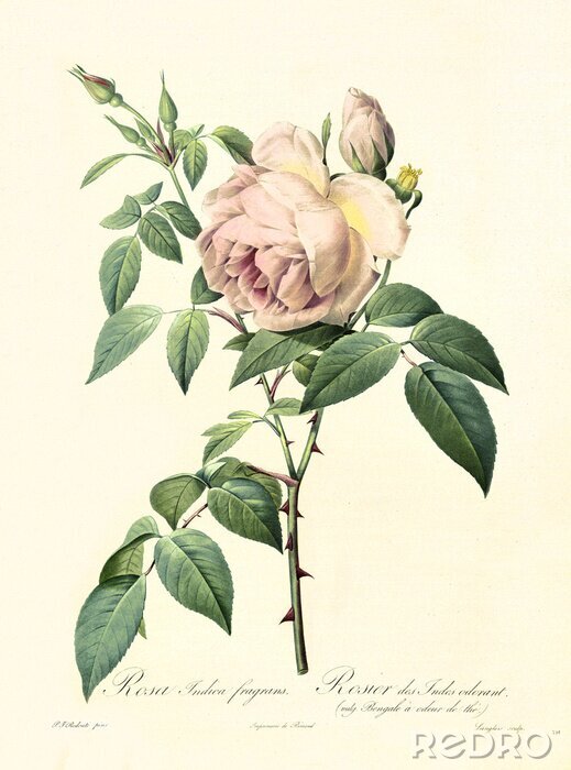 Fototapete Botanische Grafik Rose im Retro-Stil